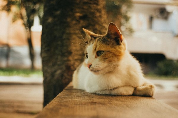 Top thailand real estate options to discover with fivestars