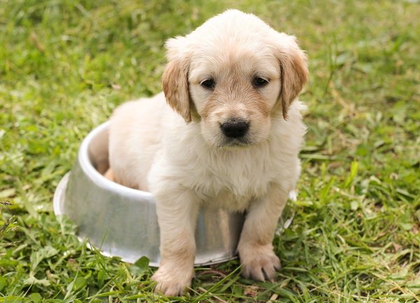 How to Ensure Proper Socialization of a Litter of Puppies?